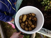 Sklízíme úrodu na školní zahrádce